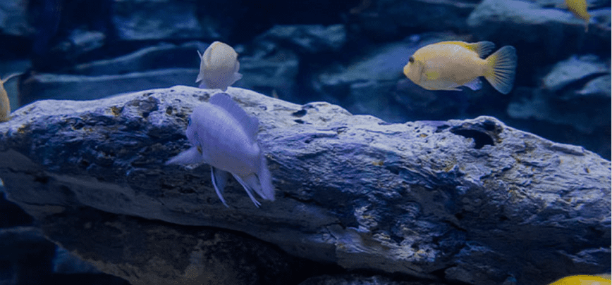 Acuario Plaza la isla